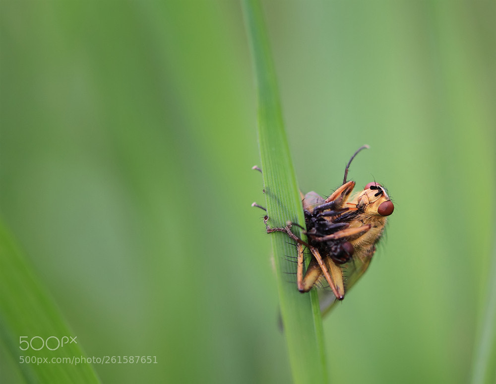 Canon EOS 7D sample photo. Blonde mouche photography