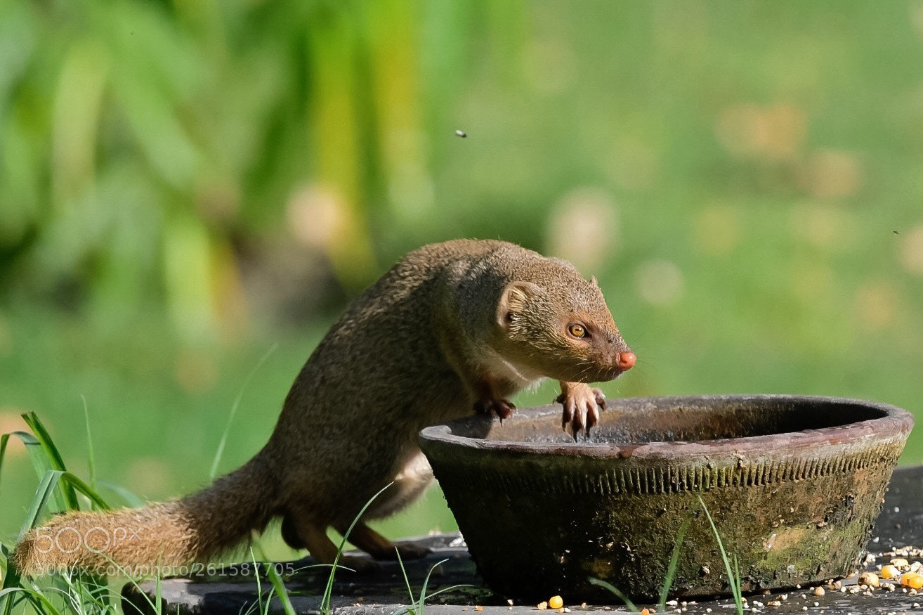 Nikon D500 sample photo. In search of water photography