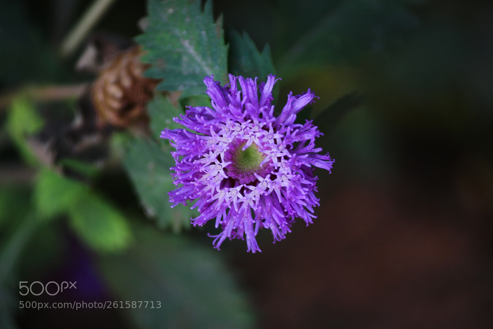Canon EF-S 55-250mm F4-5.6 IS II sample photo. Indigo photography