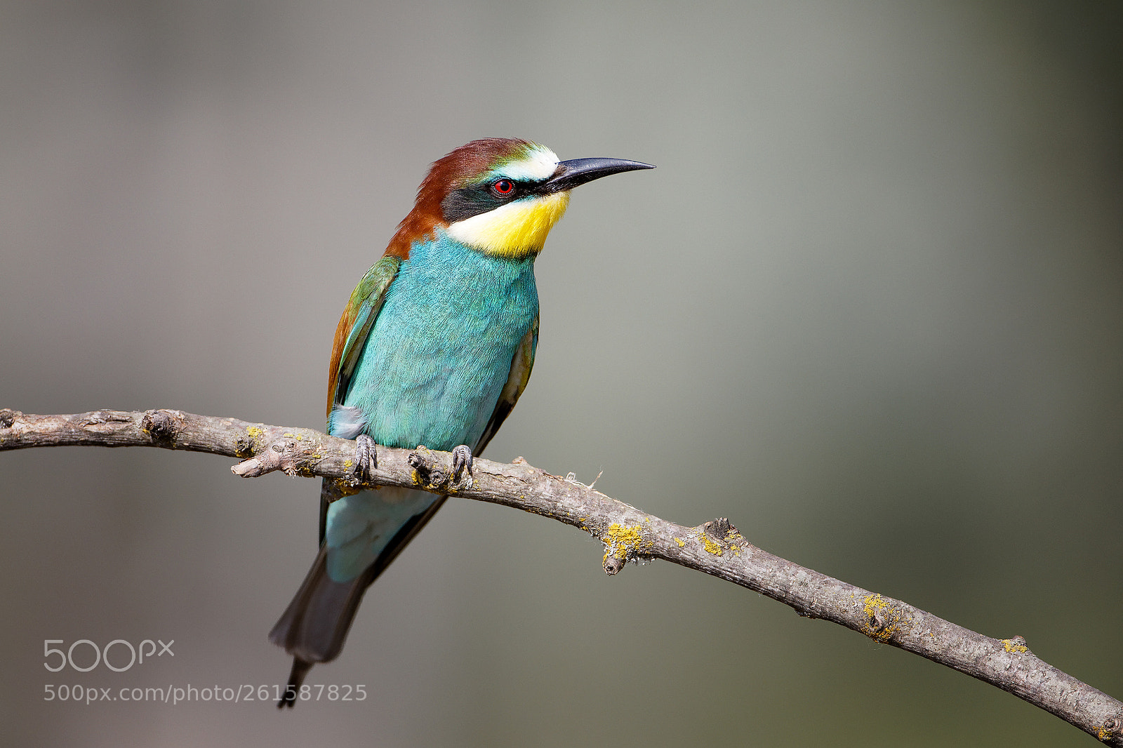 Canon EOS 5D Mark IV sample photo. Bee eater photography