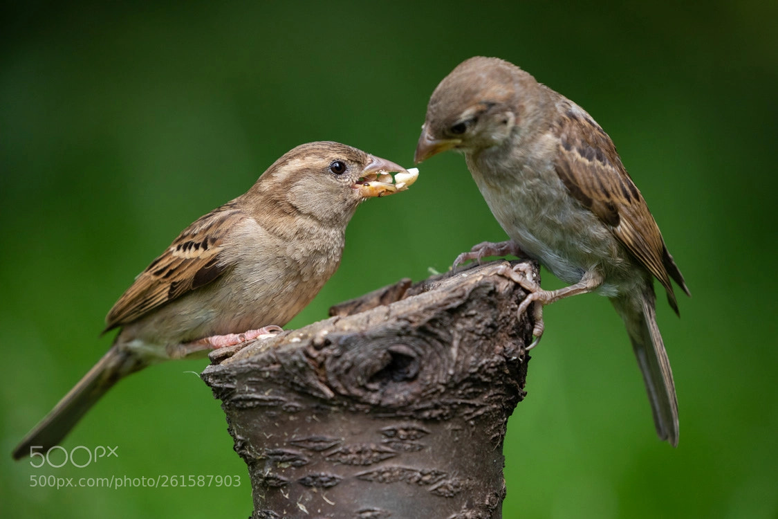 Canon EOS 5D Mark IV sample photo. Hungry photography