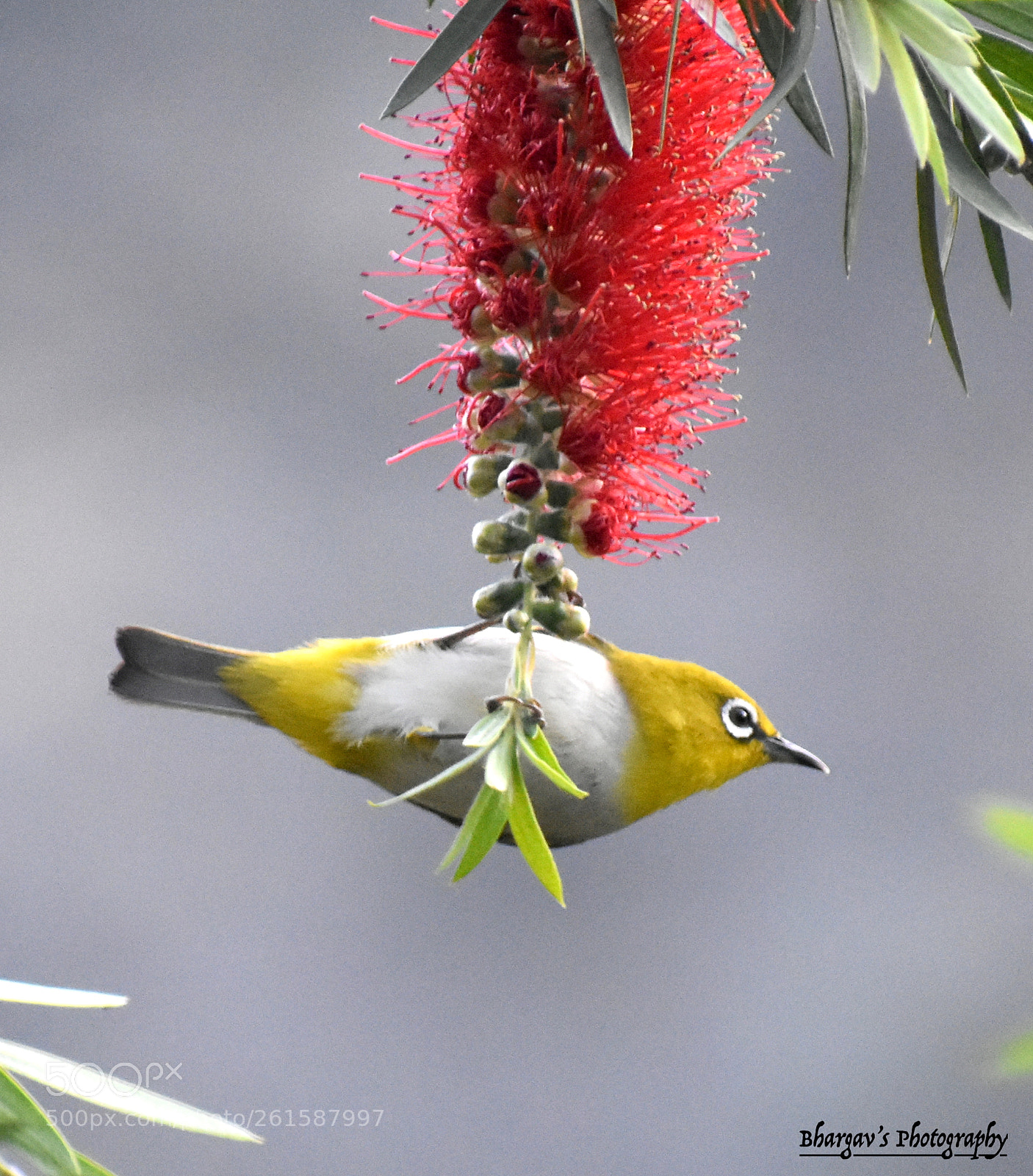 Nikon D3400 sample photo. Oriental white-eye photography
