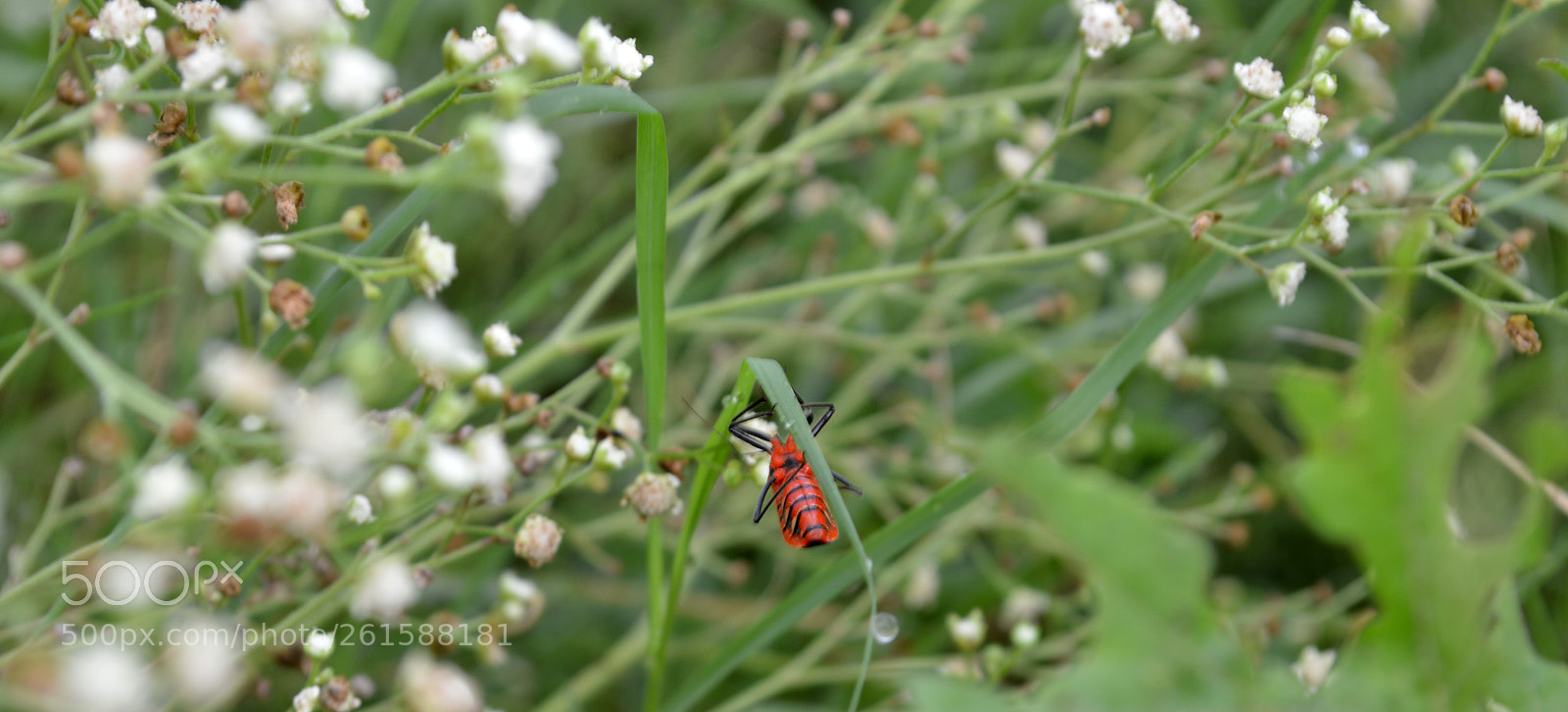 Nikon D3200 sample photo. Dsc photography