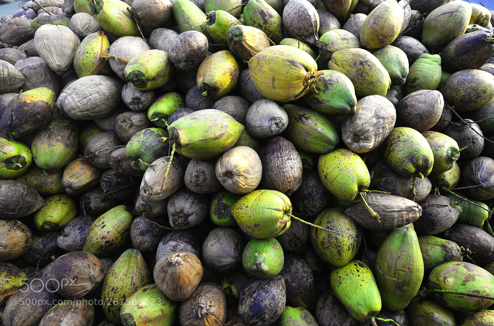 Nikon D610 sample photo. Coconut photography