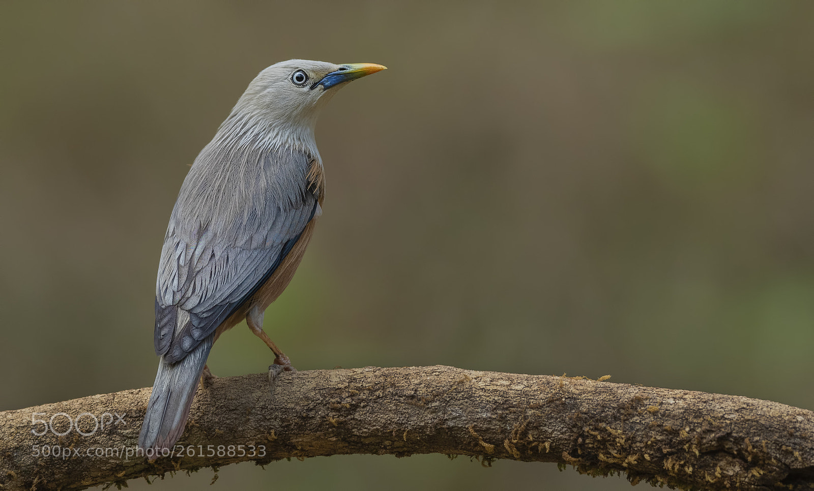 Nikon D500 sample photo. Chestnut tailed starling photography