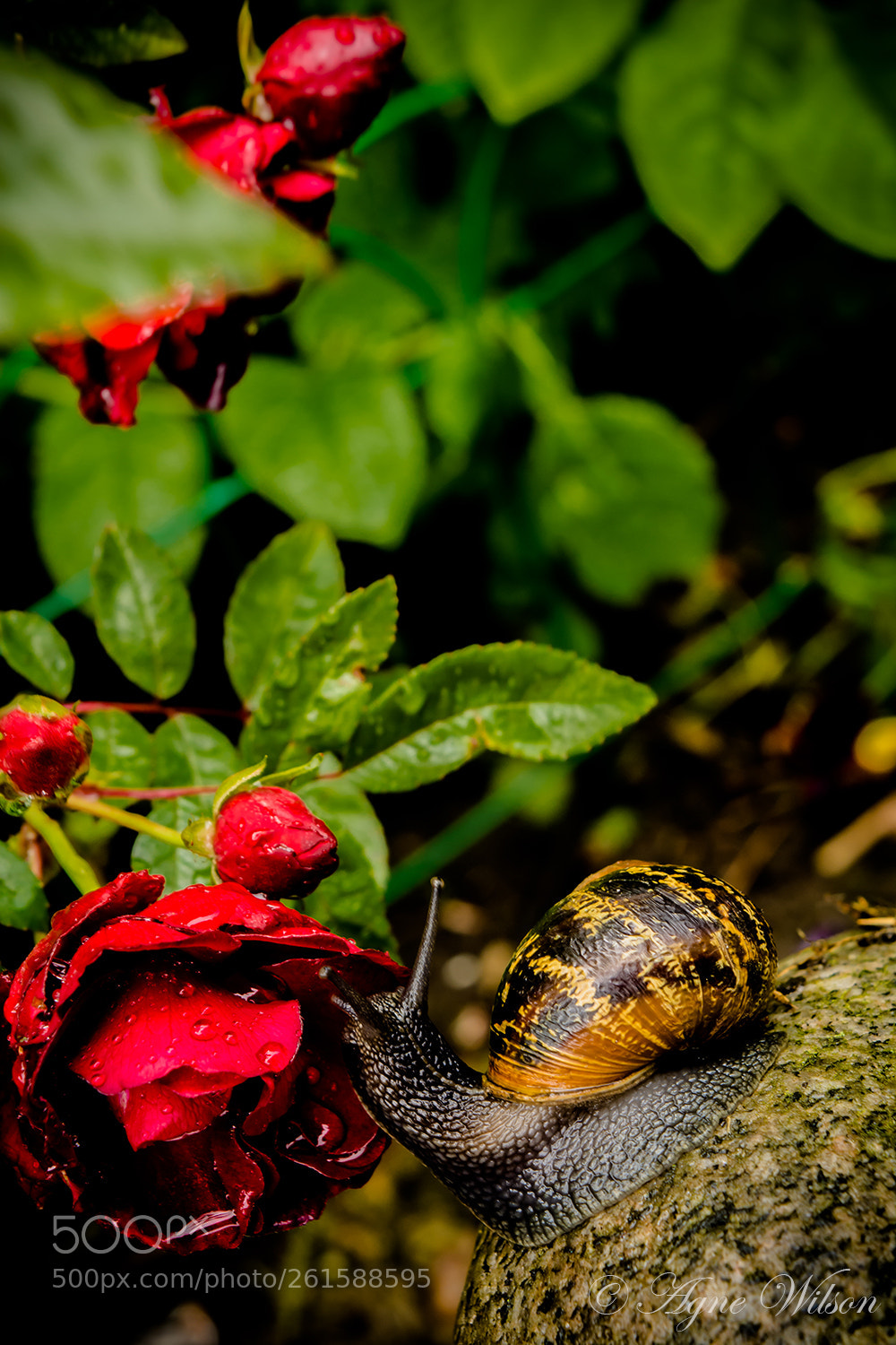 Nikon D5200 sample photo. Snail and red roses photography