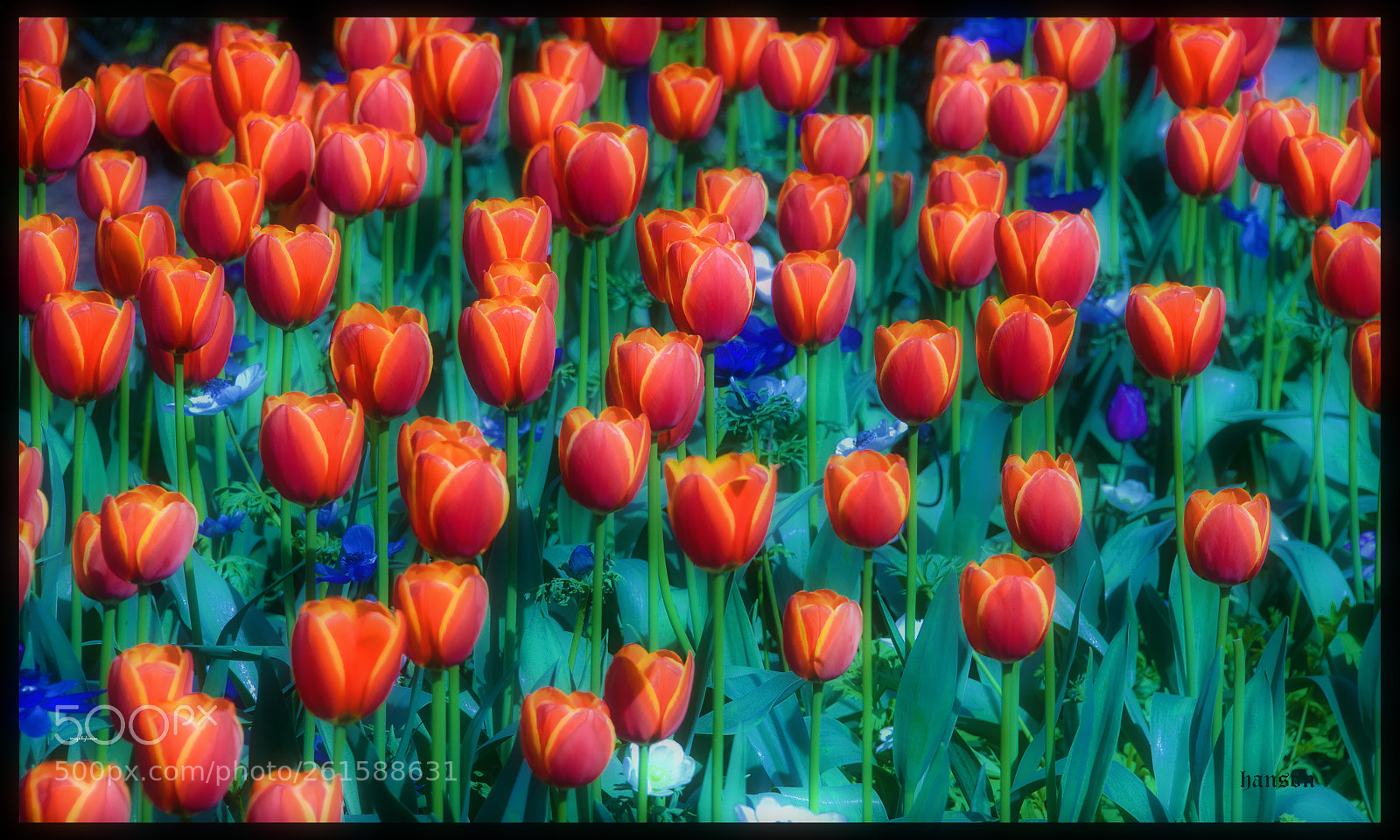 Nikon D700 sample photo. チューリップ photography