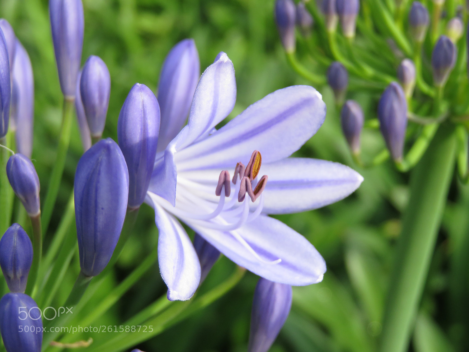 Canon PowerShot SX710 HS sample photo. African lily photography