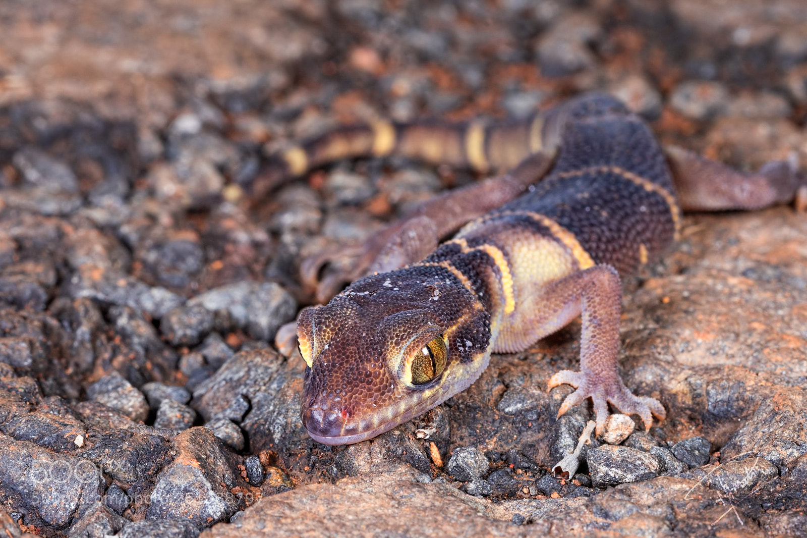 Canon EOS 5D Mark IV sample photo. Deccan ground gecko photography