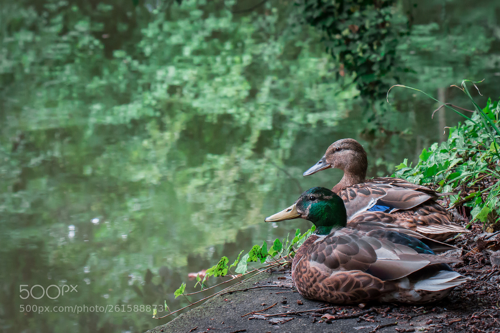 Canon EOS 70D sample photo. Ducks photography