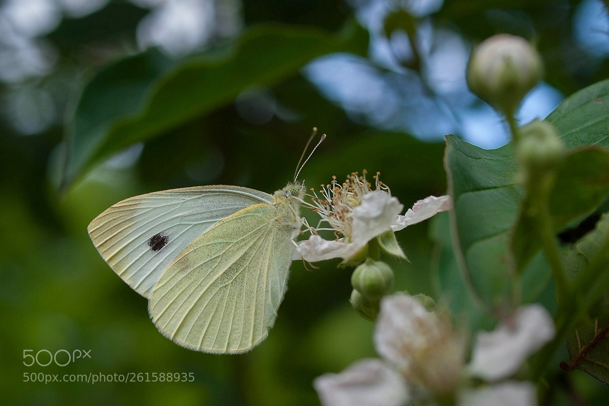 Olympus E-3 sample photo. Pieris rapae small cabbage photography