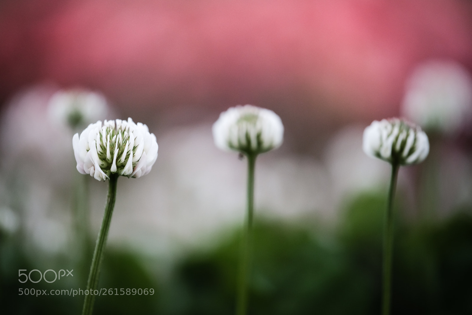 Fujifilm X-T1 sample photo. May the good luck photography