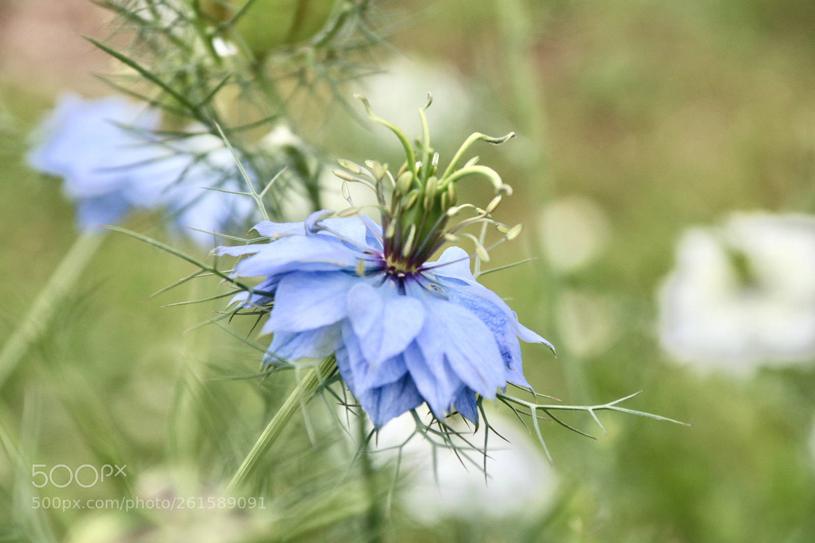 Canon EOS 750D (EOS Rebel T6i / EOS Kiss X8i) sample photo. Nigella blue photography