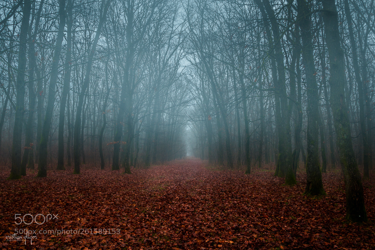 Canon EOS 70D sample photo. In the woods photography