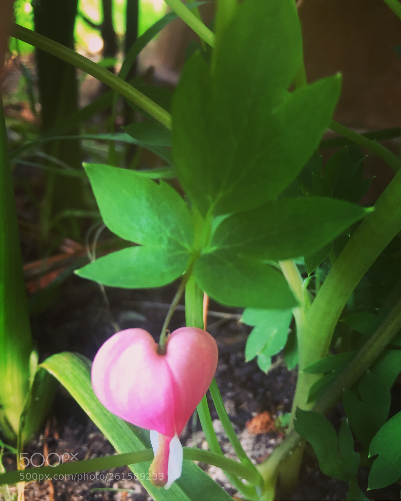 Apple iPhone 6 sample photo. Untitled photography