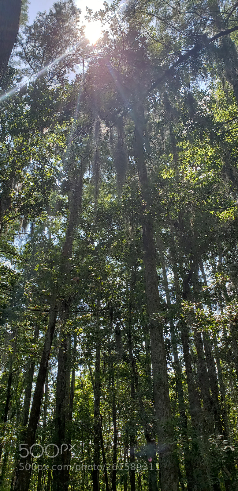 Samsung Galaxy S9+ sample photo. Forest photography
