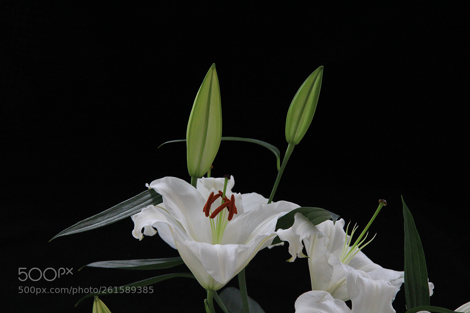 Canon EOS 60D sample photo. Lilies photography