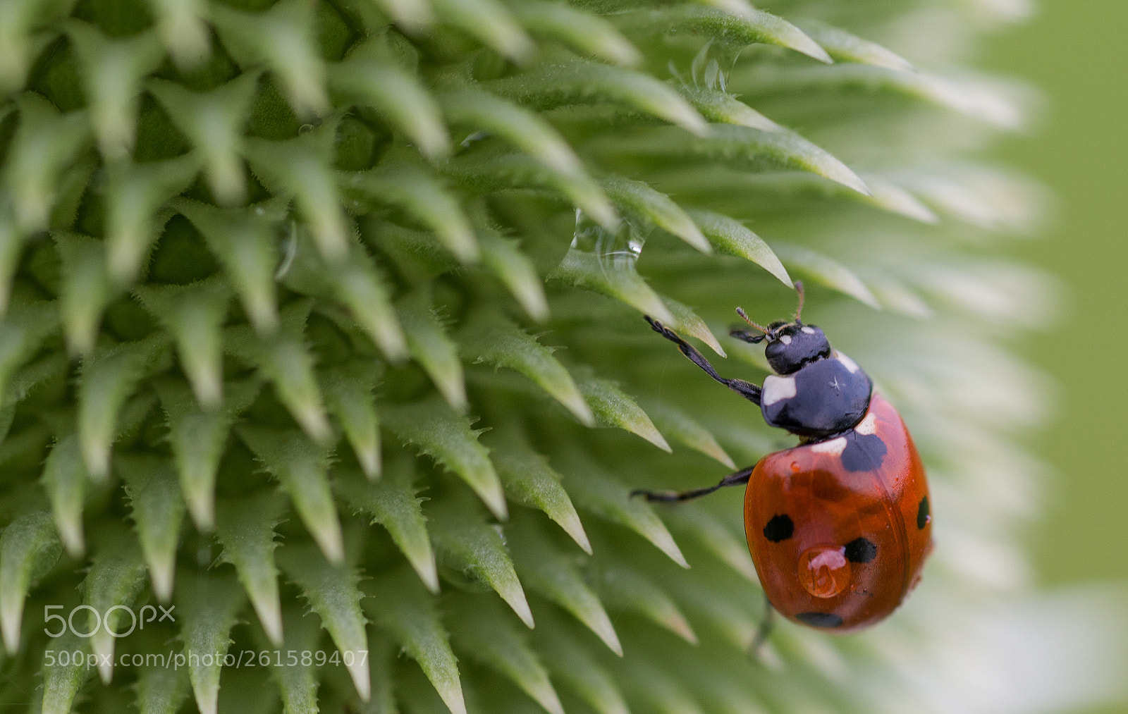 Nikon D600 sample photo. Ladybug on prickly path photography