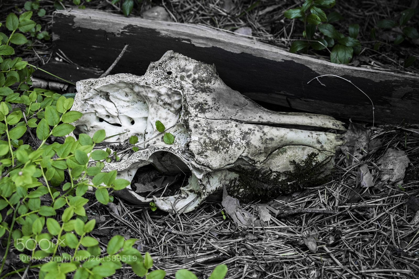Nikon D3300 sample photo. Only death is real photography