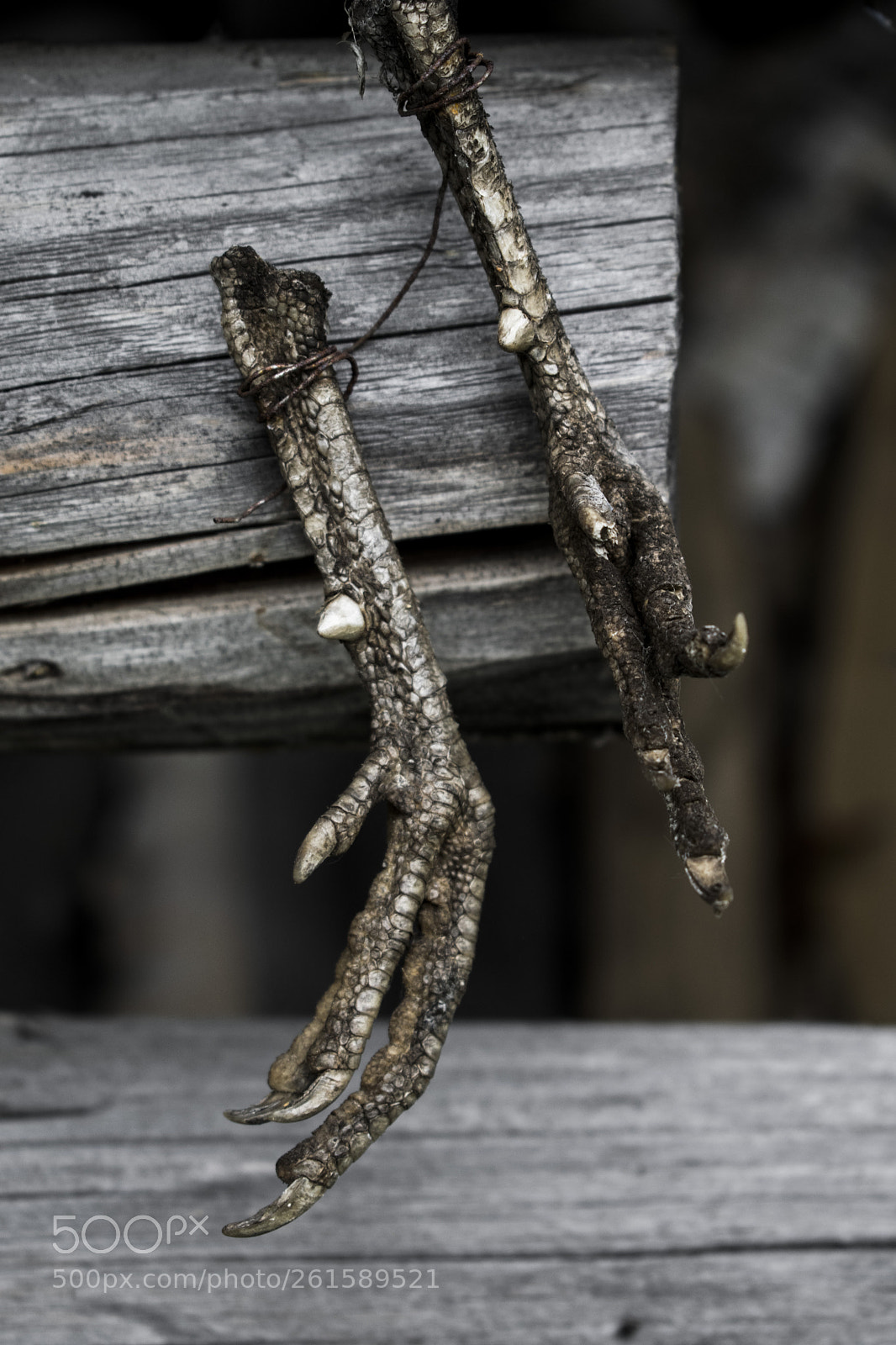 Nikon D3300 sample photo. Hanging... photography