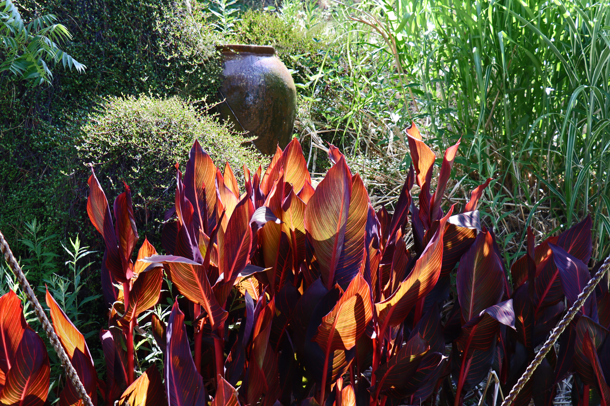 Canon EOS M50 (EOS Kiss M) sample photo. Backlit calla lily foliage gardenscape photography