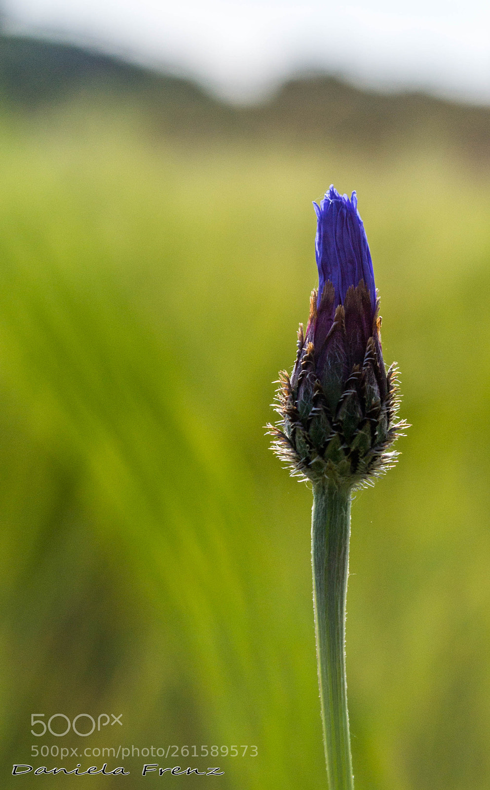 Nikon D3100 sample photo. Aufgehende kornblume photography
