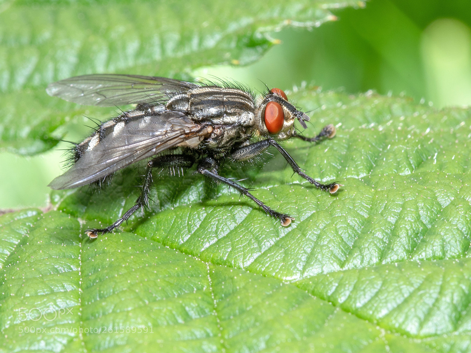 Nikon D500 sample photo. Flesh fly photography