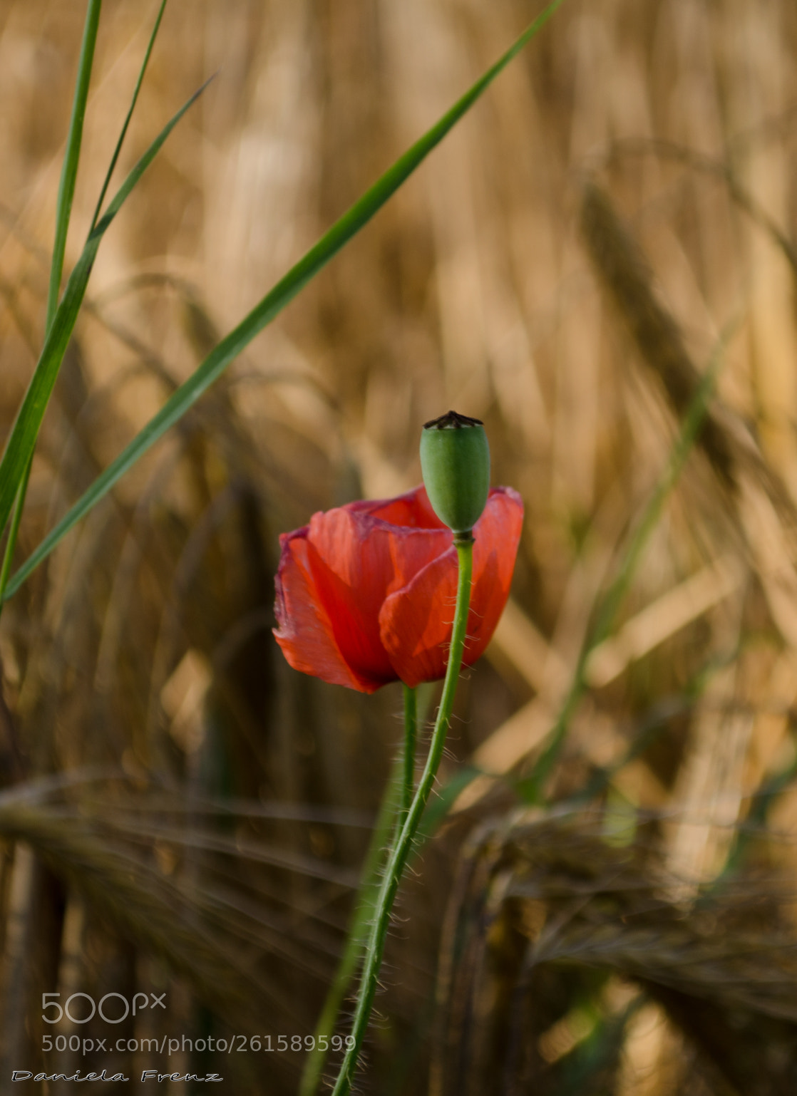 Nikon D5100 sample photo. Mohnblume im kornfeld photography