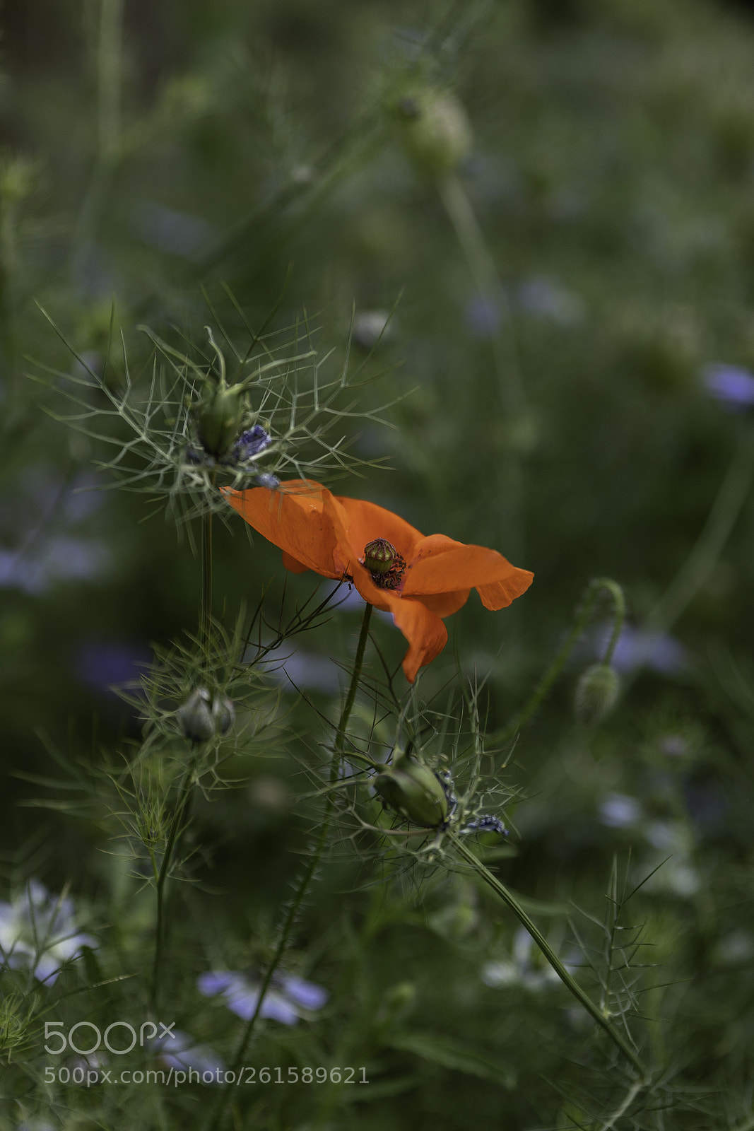 Canon EOS 5D Mark IV sample photo. Poppy and cornflowers photography