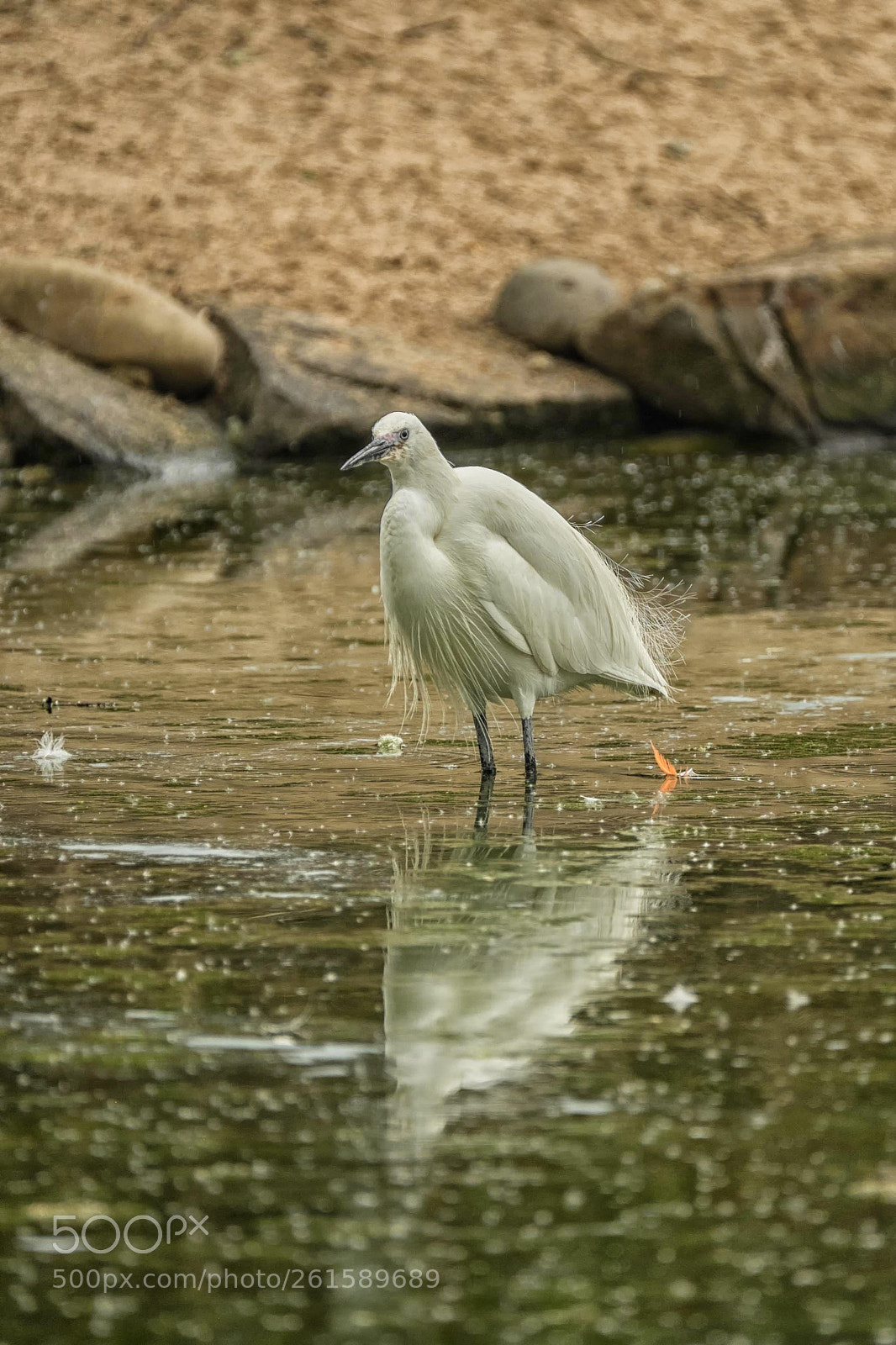 Fujifilm X-T1 sample photo. Bathing bird photography