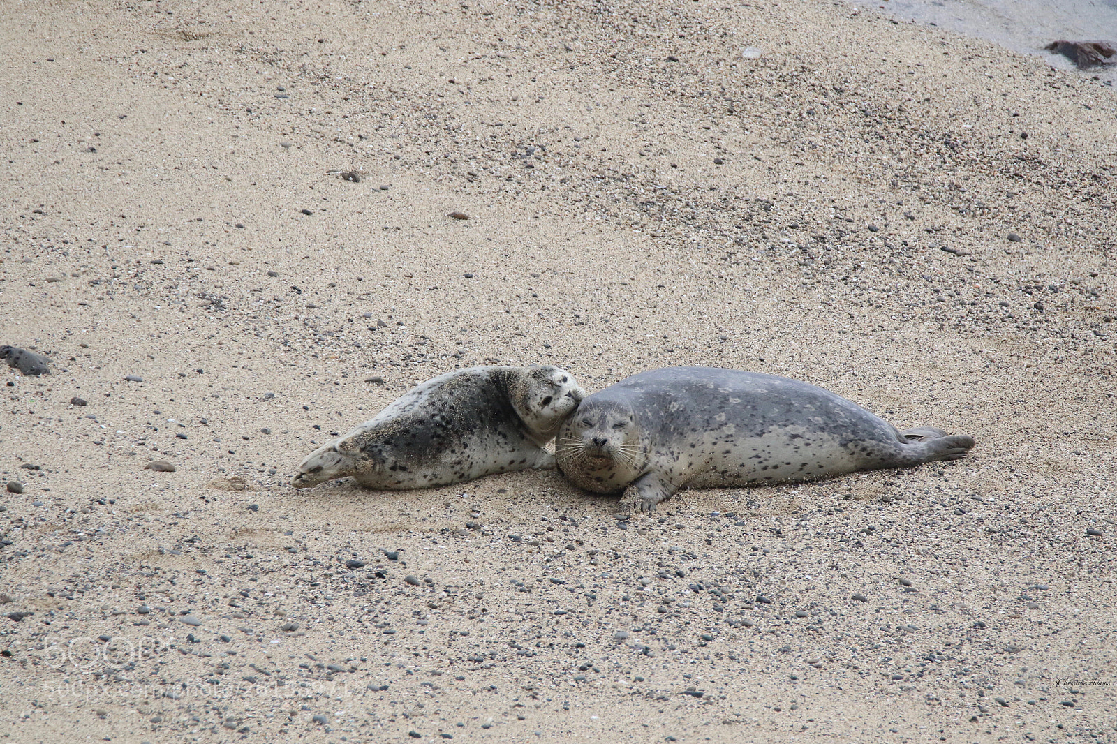 Canon EOS 7D Mark II sample photo. Loving seal photography