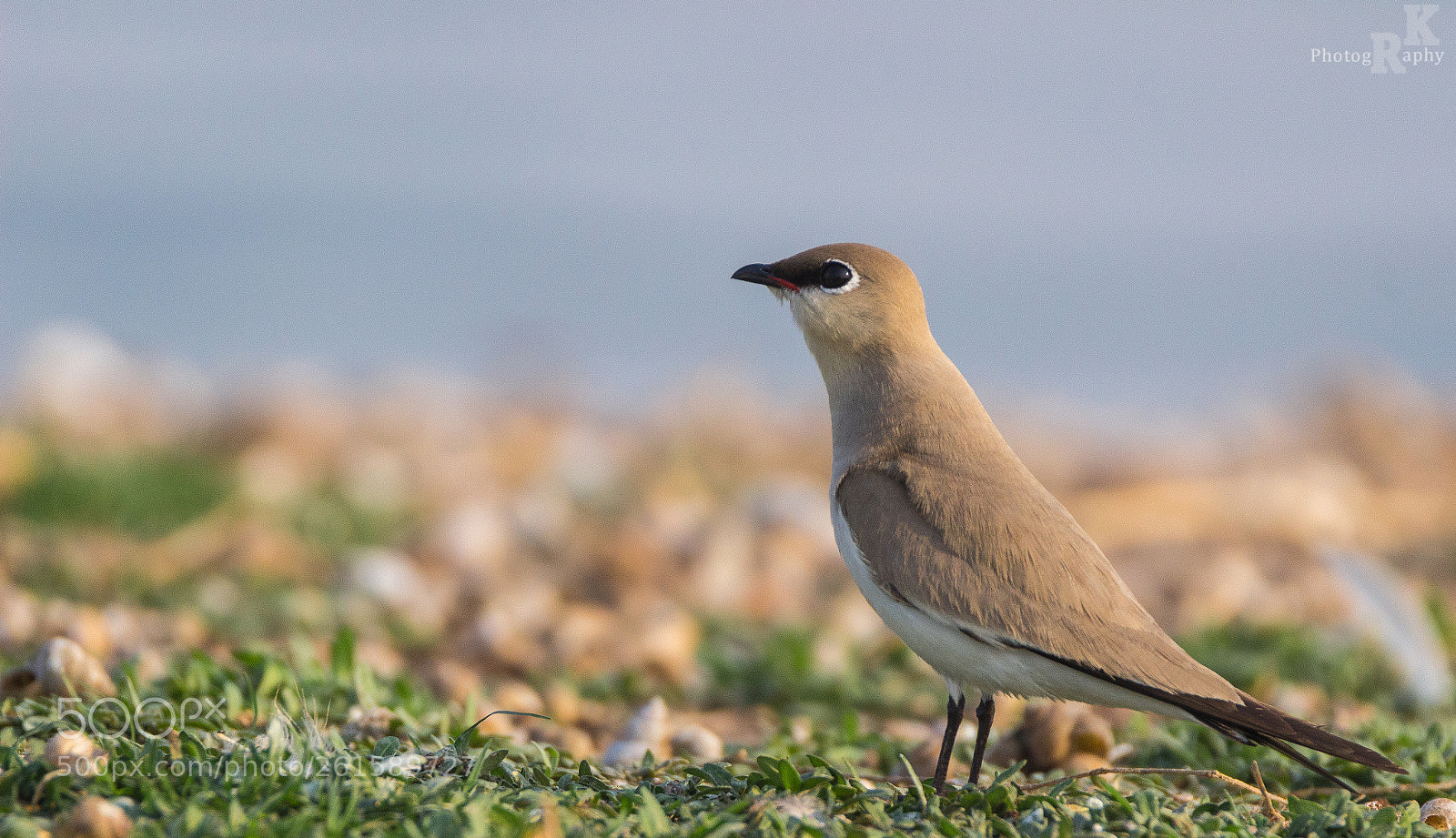 Canon EOS 600D (Rebel EOS T3i / EOS Kiss X5) sample photo. Oriental pratincole photography