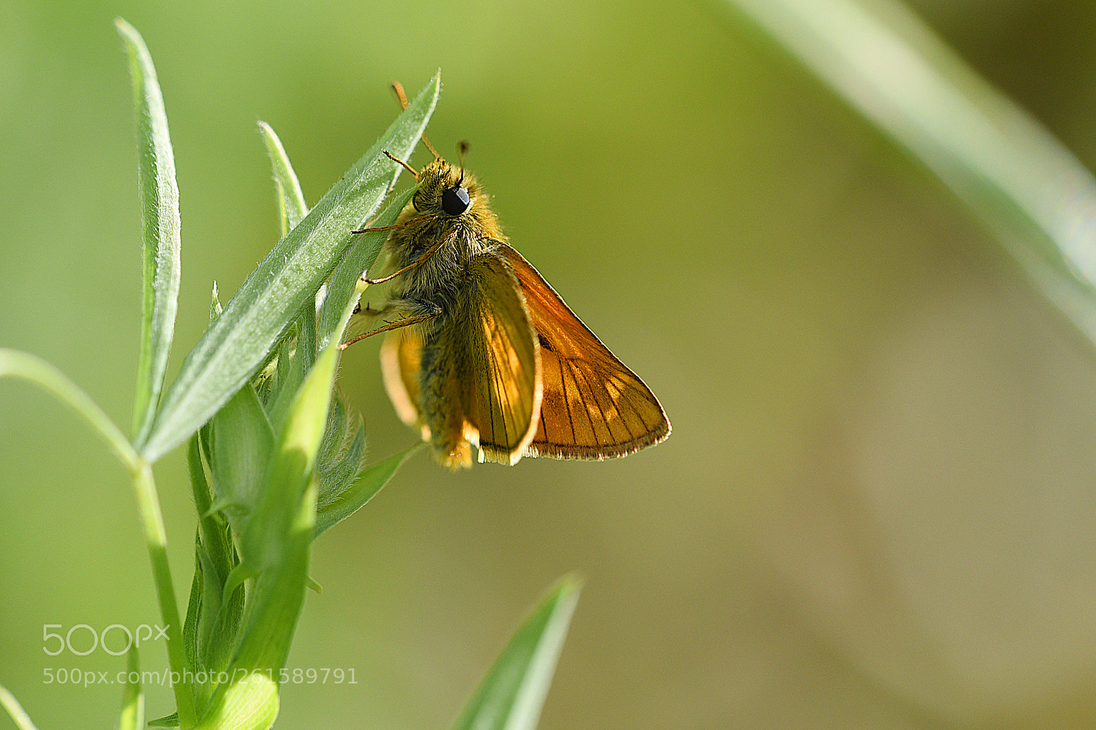 Nikon D750 sample photo. Butterfly photography
