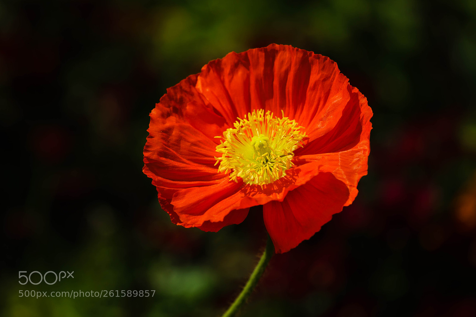 Sony a6300 sample photo. Springtime flowers viii photography
