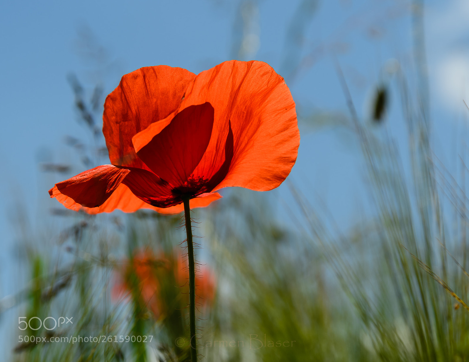Nikon D500 sample photo. Die mohnblume photography