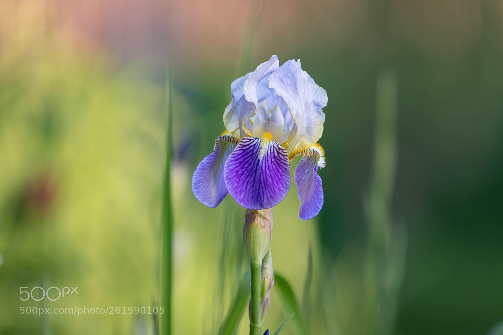 Canon EOS 5D Mark IV sample photo. Dreamy iris photography