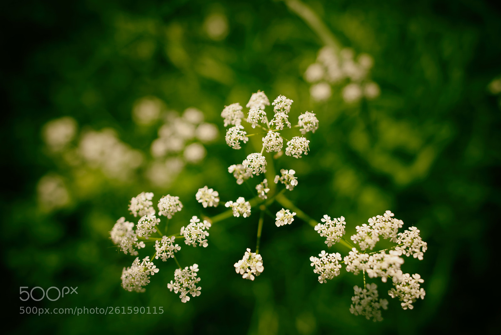 Nikon D810 sample photo. Untitled photography