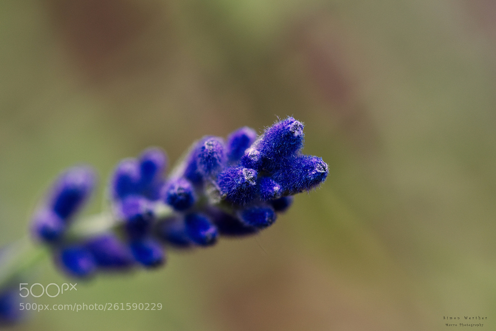 Nikon D5600 sample photo. Lavandula angustifolia photography
