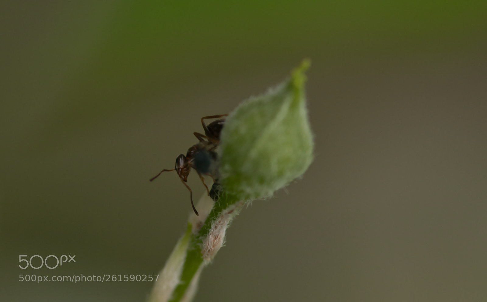 Canon EOS 77D (EOS 9000D / EOS 770D) sample photo. Untitled photography