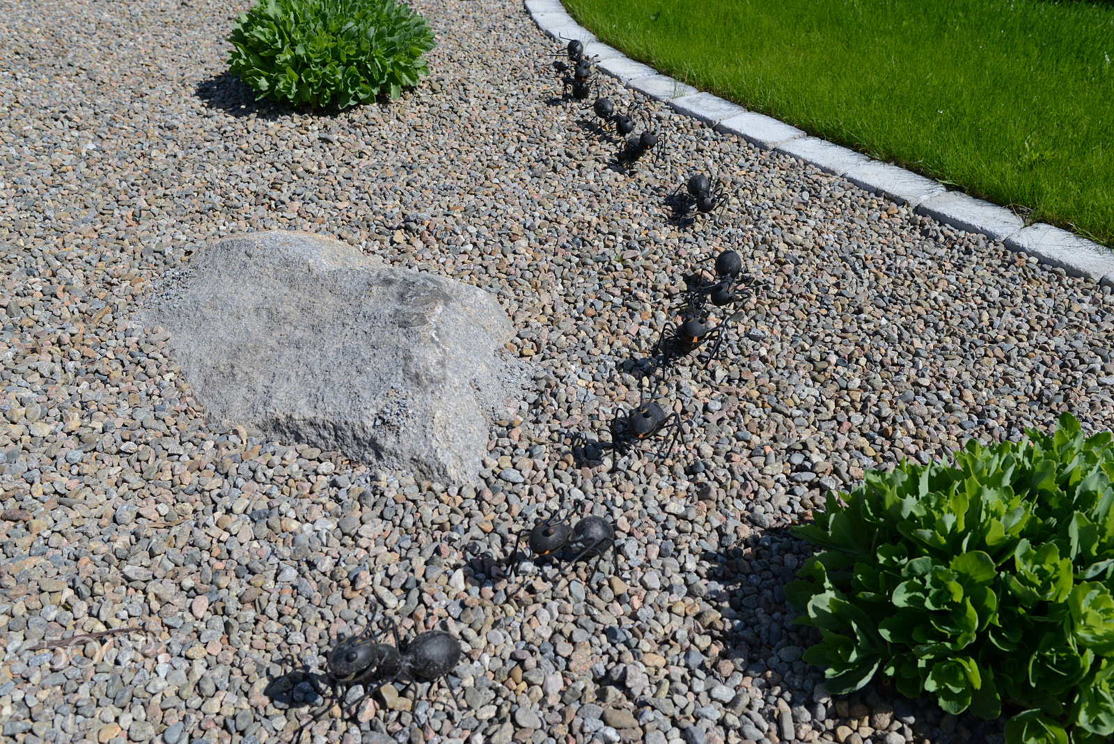 Nikon D800 + Nikon AF-S Nikkor 28mm F1.8G sample photo. Ants on the peacefull path or on the warpath photography