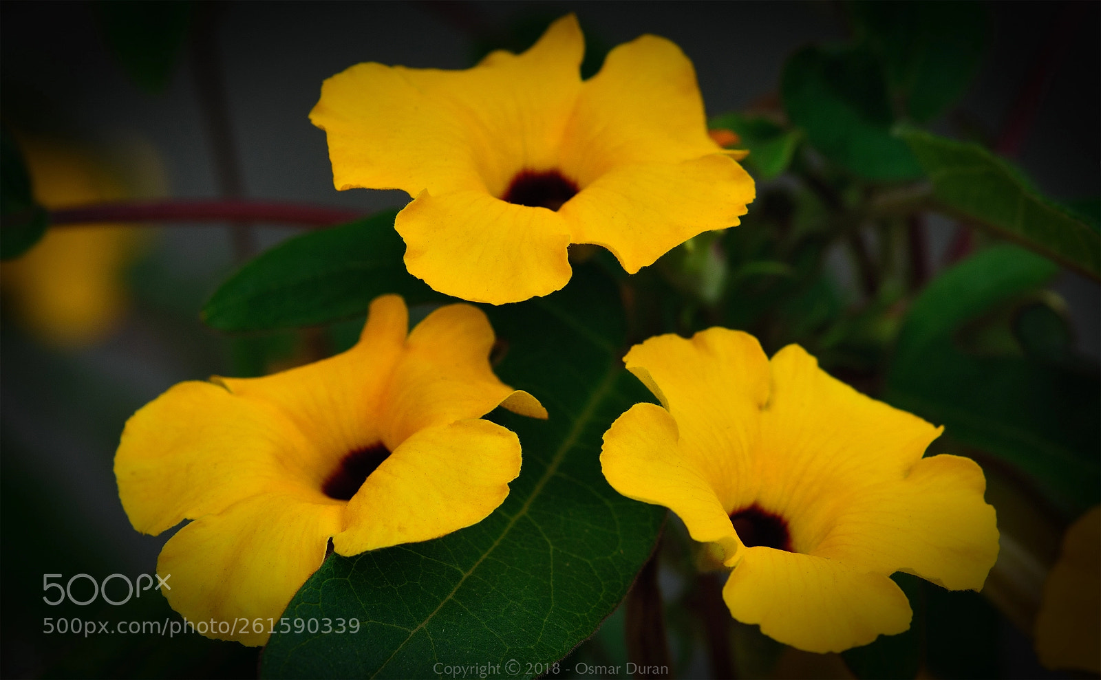 Nikon D300 sample photo. Uncarina grandidieri photography