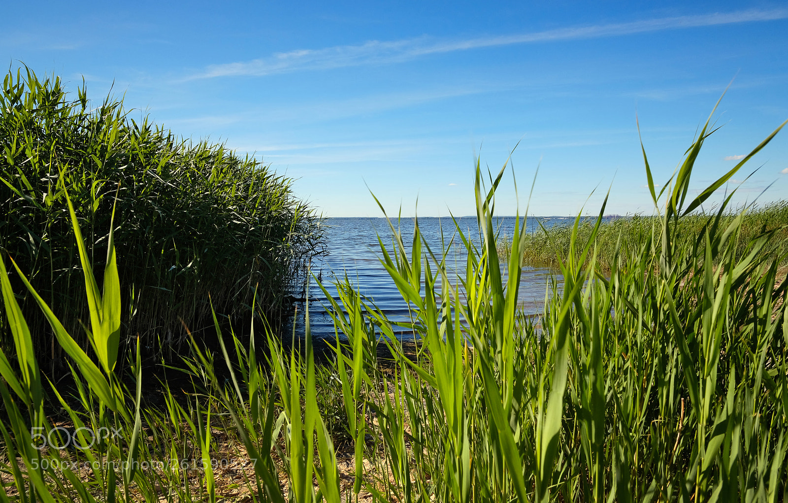 Fujifilm X-T20 sample photo. Reeds on the shore photography