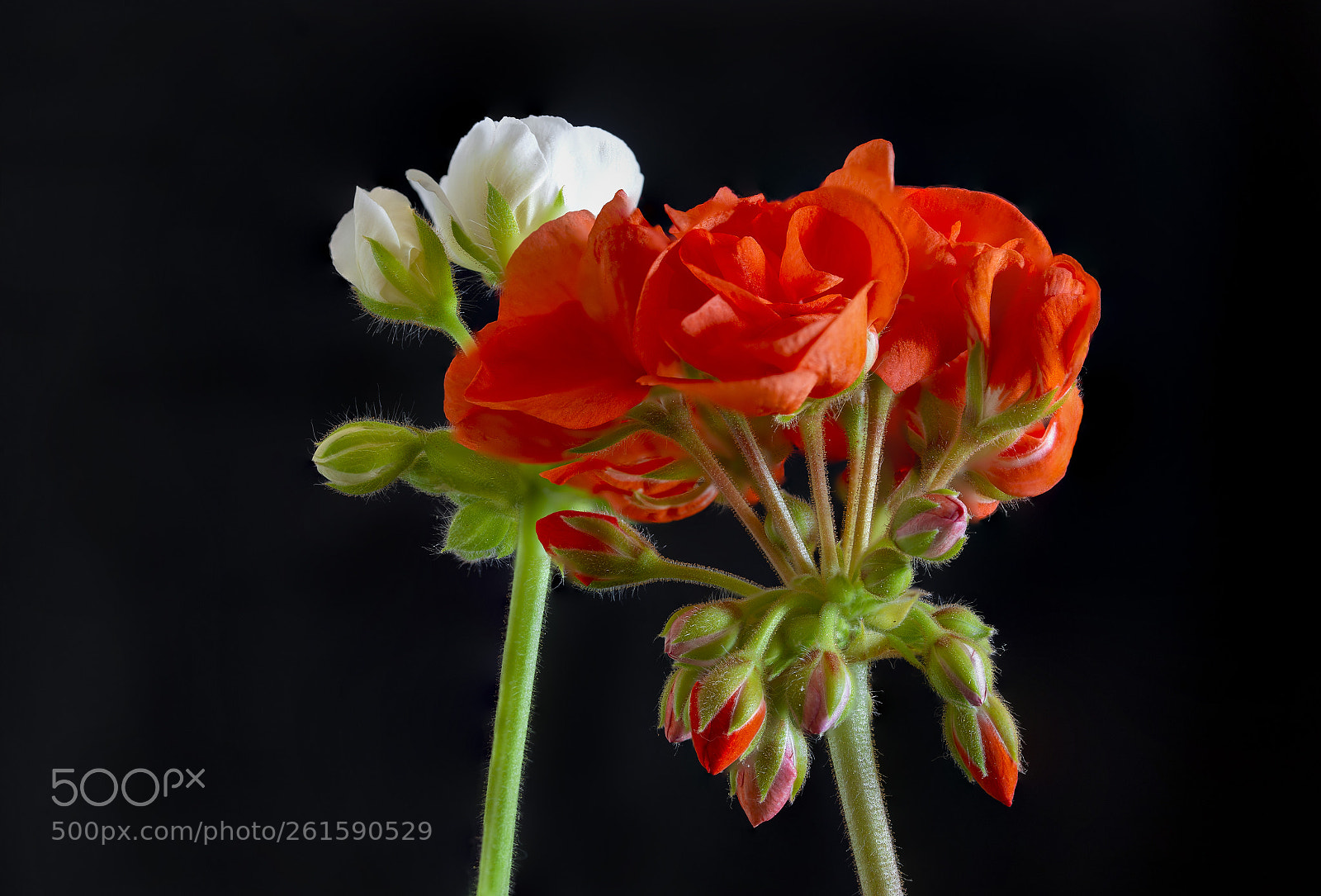 Canon EOS 6D sample photo. True colors photography