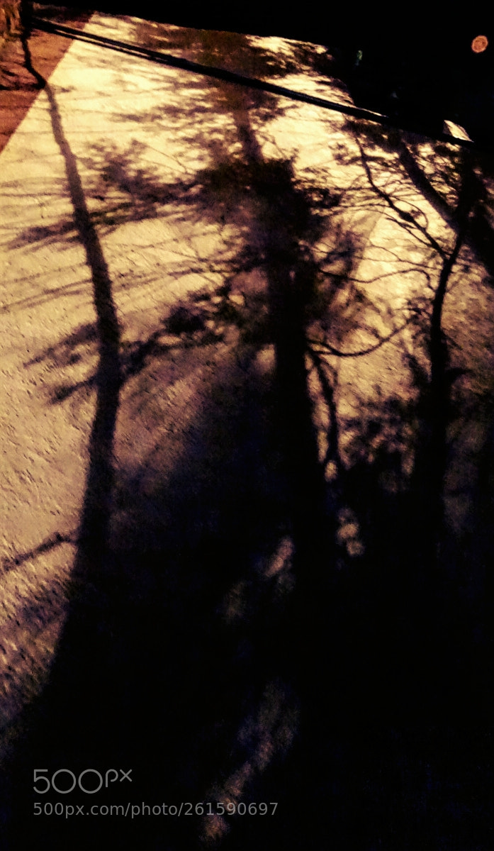 Sony Cyber-shot DSC-HX400V sample photo. Reflejos de árbol ..pinturas photography