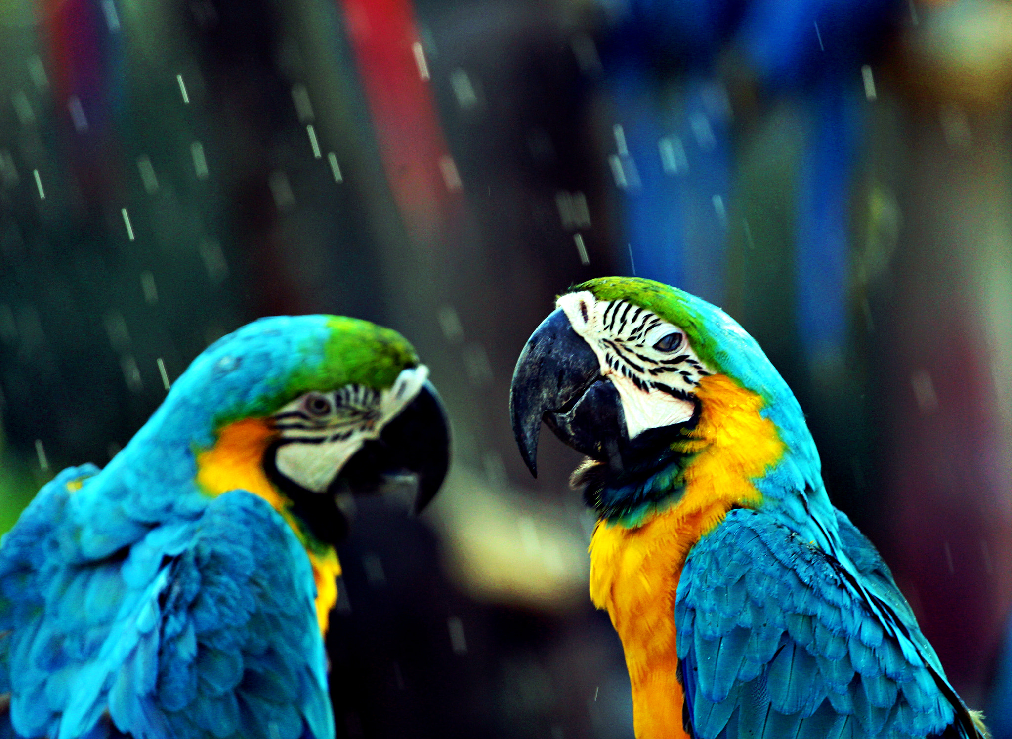 Canon EOS 700D (EOS Rebel T5i / EOS Kiss X7i) + Canon EF 70-200mm F4L USM sample photo. //macaw// photography