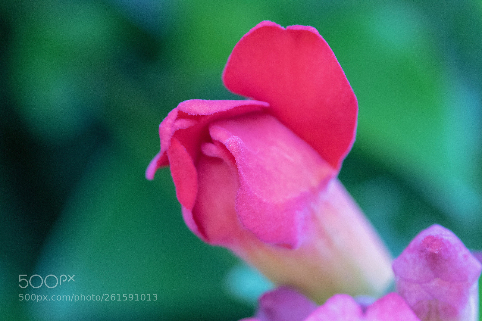 Canon EOS 7D Mark II sample photo. Trumpet flower blooming photography