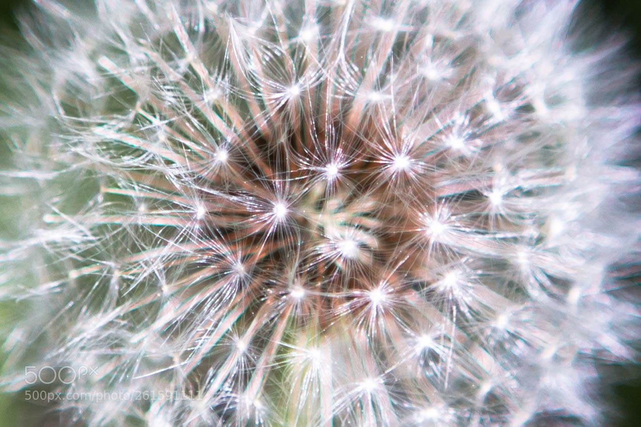Canon EOS 6D sample photo. Dandelion seed puff photography