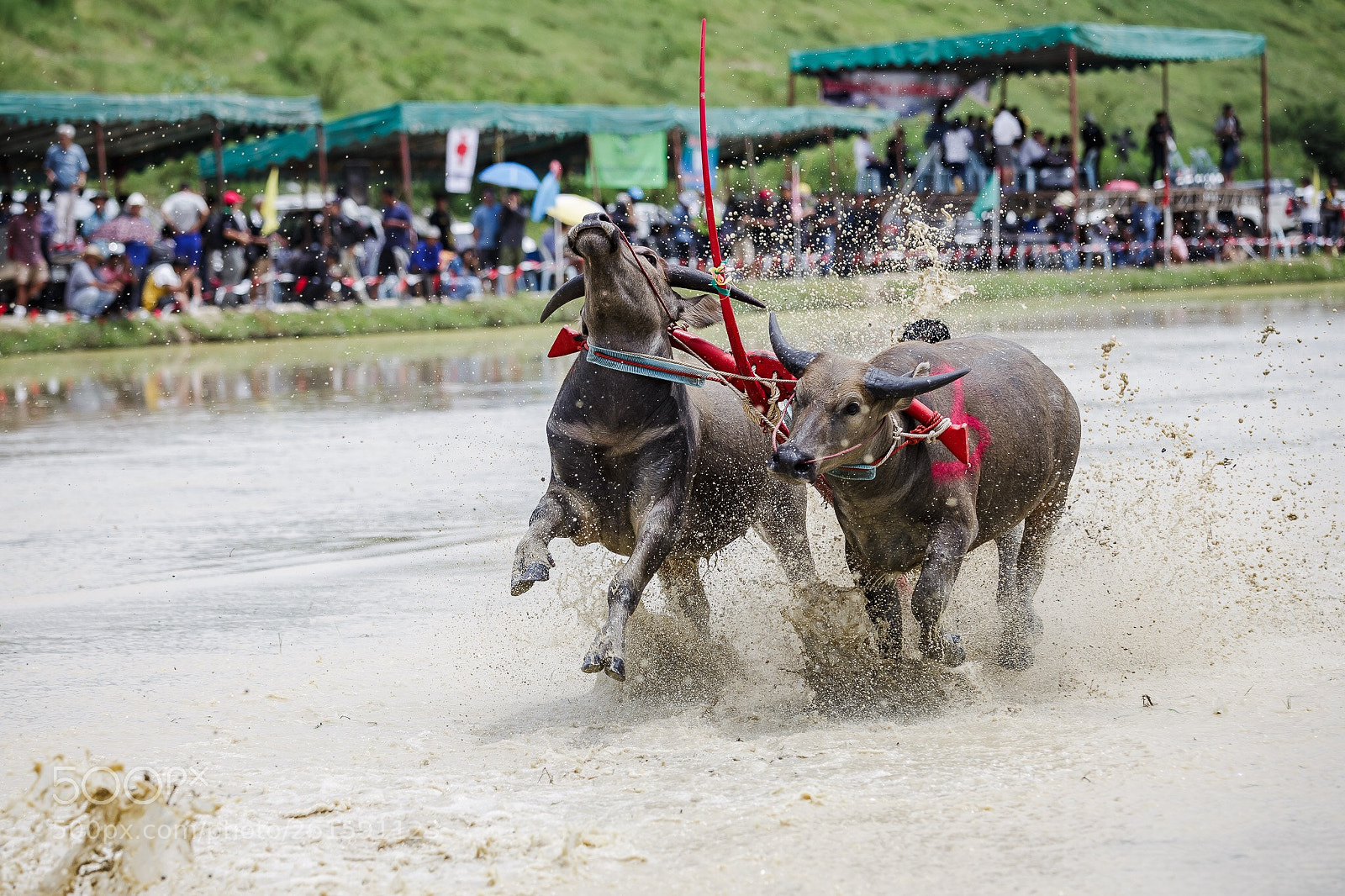 Canon EOS 6D sample photo. Buffalo racing photography