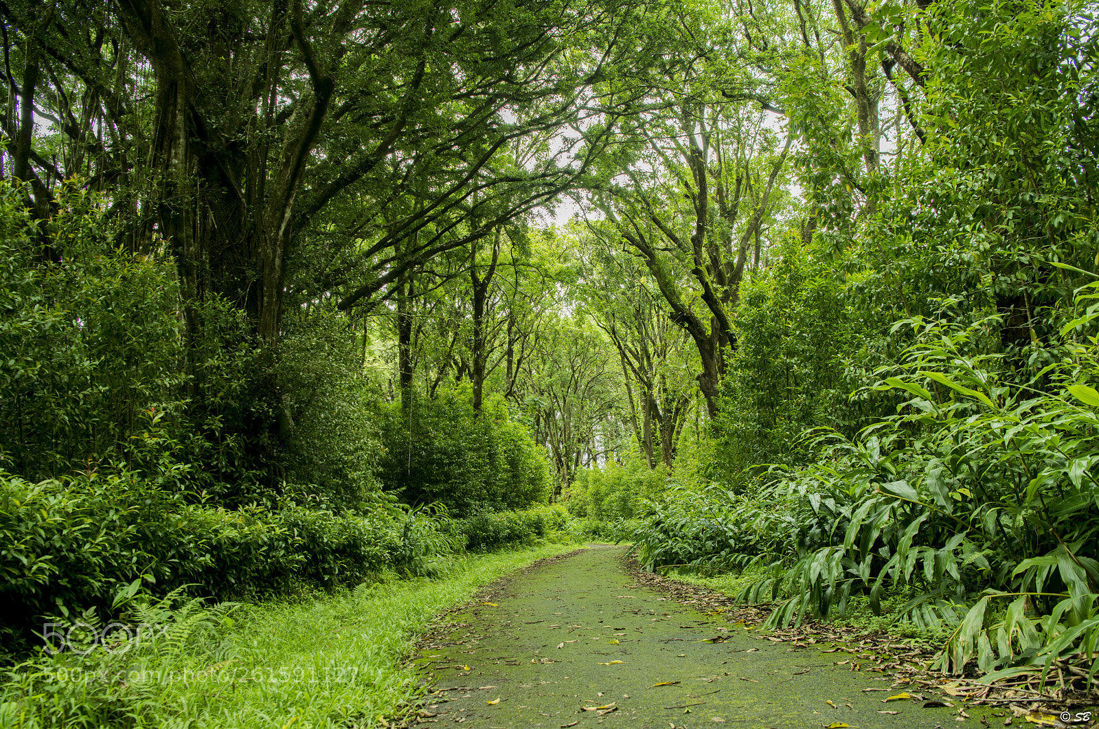 Nikon D850 sample photo. Green overloaded! photography