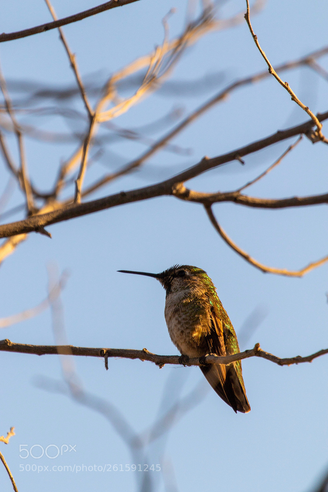 Canon EOS 7D Mark II sample photo. Hummingbird! photography